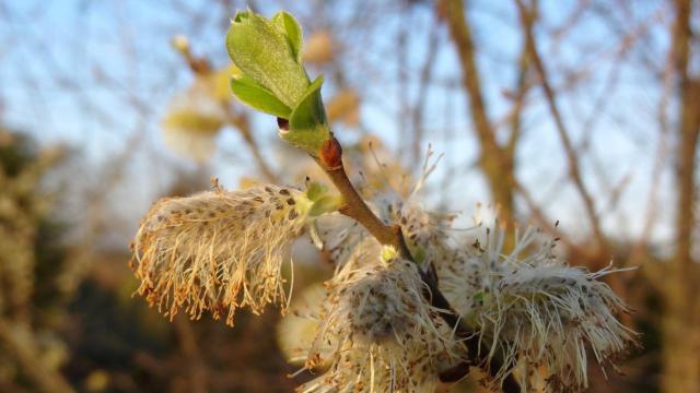 Natuurfoto s april 2016 08 - Yvo Geerts