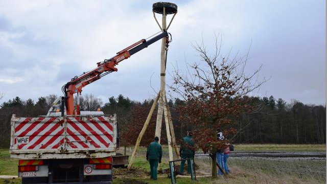 Prinsenpark plaatst ooievaarsnest 