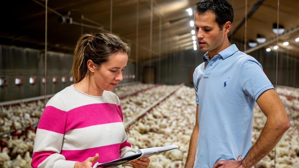 Hoe ammoniakuitstoot bij pluimvee en varkens indijken